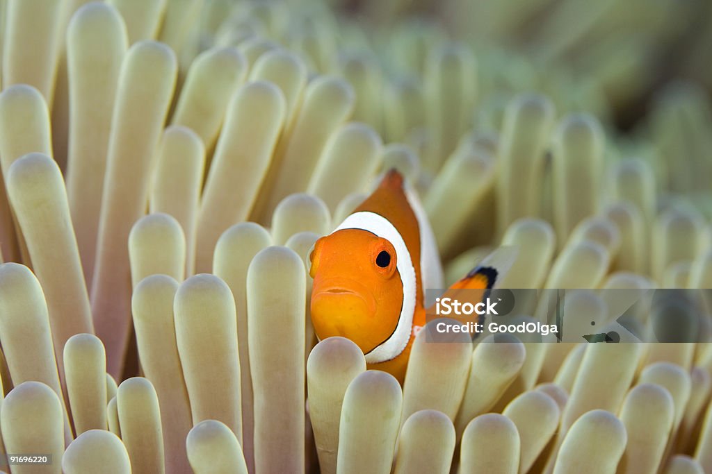 Anemone and Nemoish.  Coral - Cnidarian Stock Photo