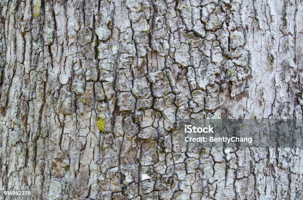 Tree Cracking Pattern Cracking Tree Bark As Background Texture Stock Photo - Download Image ...