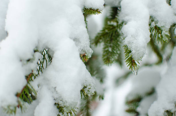 istock The branch with snow is close in the open air 916962734