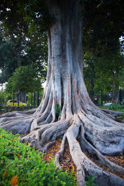 istock Closeup view of the huge tree roots 916962860