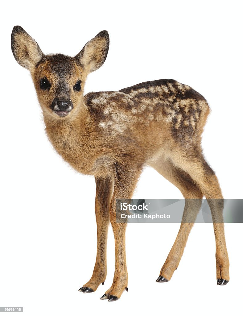 Fawn  Fawn - Young Deer Stock Photo