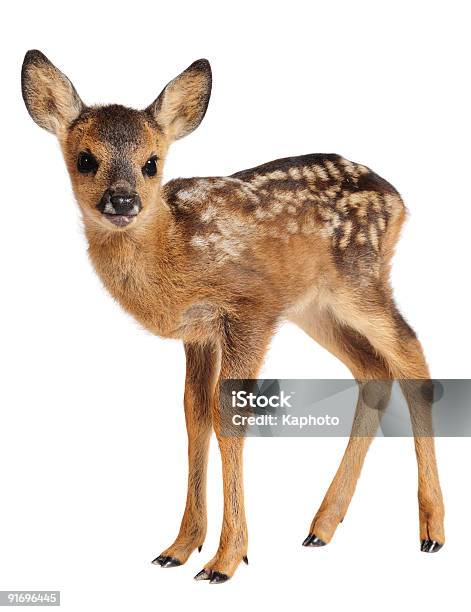 Fawn Stock Photo - Download Image Now - Fawn - Young Deer, Deer, Cut Out