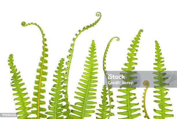 Far Stock Photo - Download Image Now - Botany, Bracken, Color Image