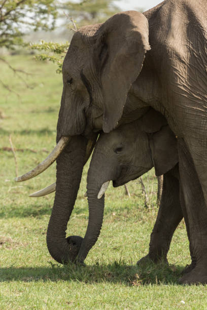 istock mother and baby elephant 916966344