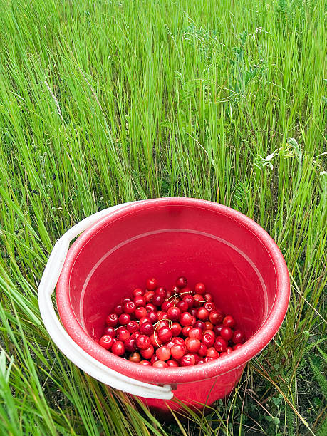 istock Red cherry bucket in green field 91696665