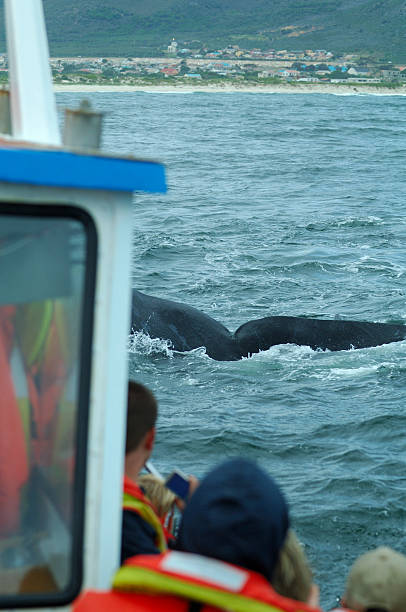 istock Tourists watching on boat a southern right whale 91696779