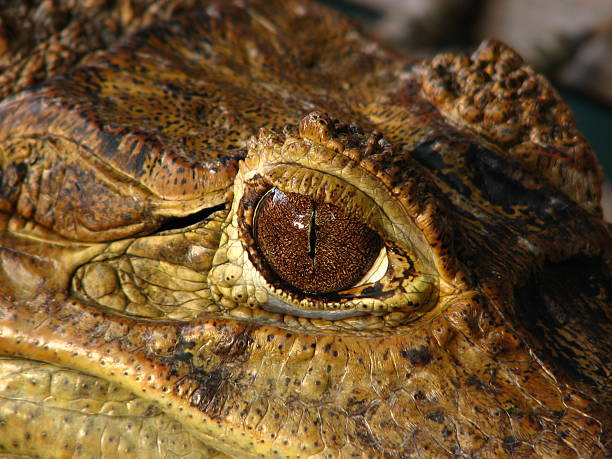 Crocodilo de Olhos - fotografia de stock