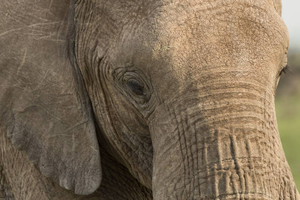 istock close up of an elephant 916969132