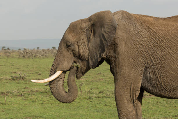istock close up of a grazing elephant 916969376