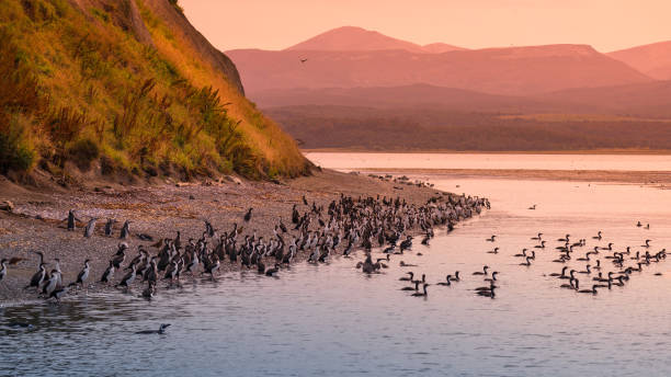 Colony of king cormorants at Beagle Channel, Patagonia Colony of king cormorants  at Beagle Channel, Patagonia, summer time beagle channel stock pictures, royalty-free photos & images