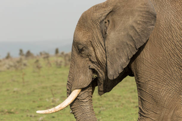 istock close up of a grazing elephant 916969850