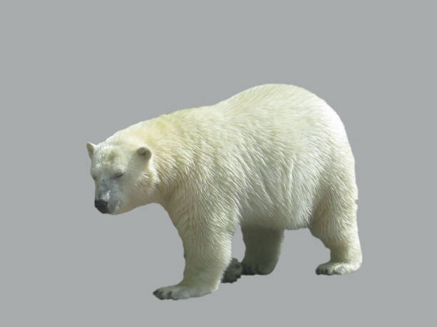 istock Young cub of a polar bear. 916972330