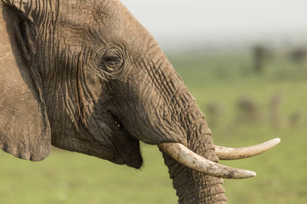 istock close up of a grazing elephant 916972574