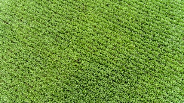 istock Aerial view sugarcane field in Thailand 916972710