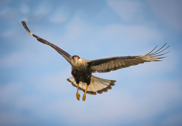istock Black crested caracara in flight over the Pantanal, Brazil 916972834