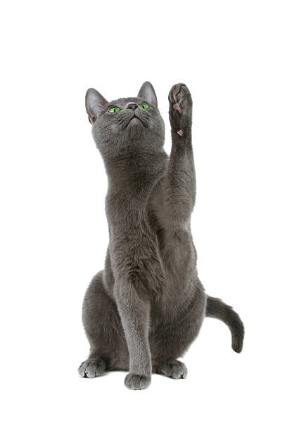 Russian blue cat stock photo