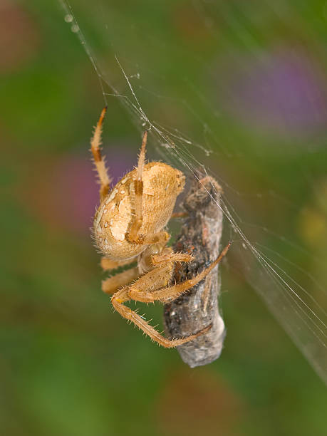 istock closeup of a spider on it's web wrapping an insect 91697370