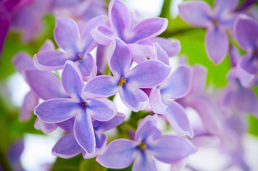 lilac flower background - shallow dof
