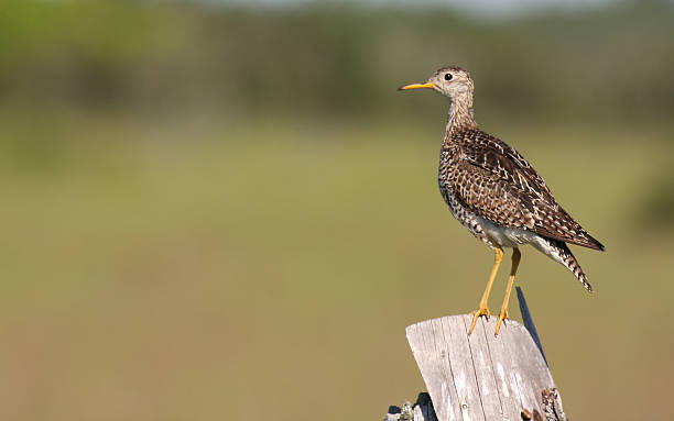 upland sandpiper perched on a fence post  scolopacidae stock pictures, royalty-free photos & images