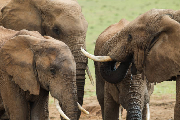 istock Elephants at the Watering Hole 916975660