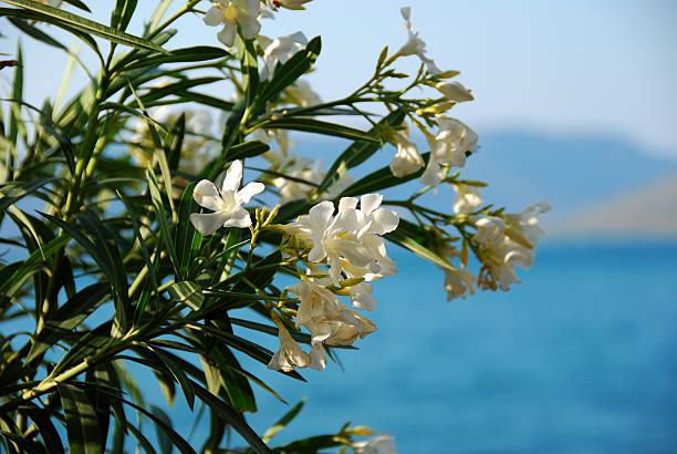 weißer oleander (nerum - flor de são jose stock-fotos und bilder