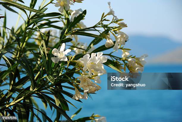 Blanco Oleander Nerum Foto de stock y más banco de imágenes de Aire libre - Aire libre, Blanco - Color, Botánica