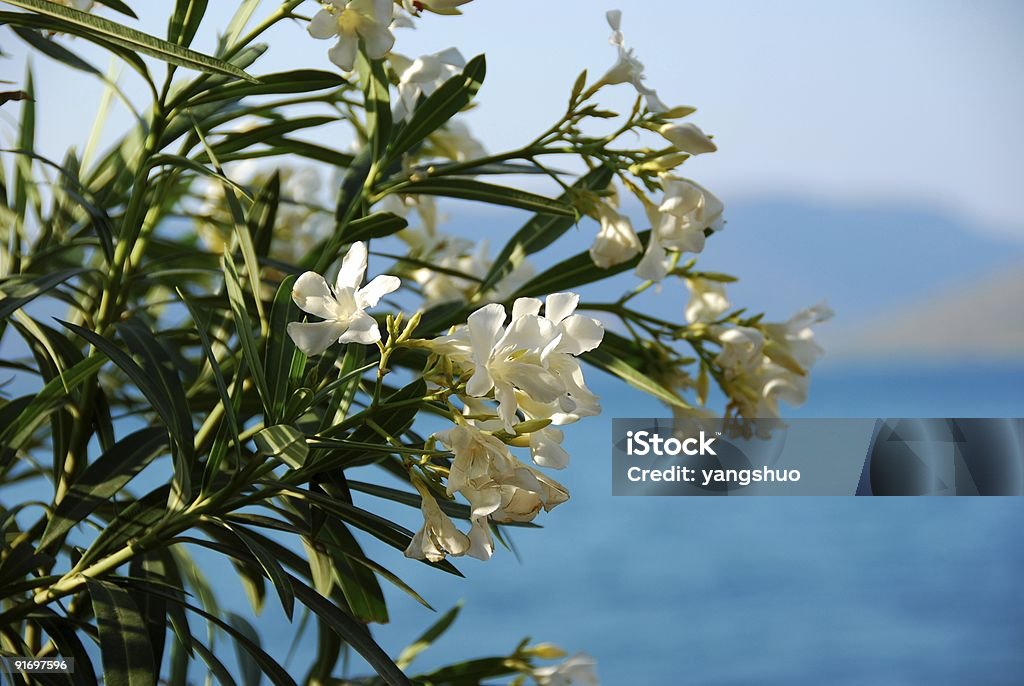 Branco oleander (nerum - Foto de stock de Botânica - Assunto royalty-free