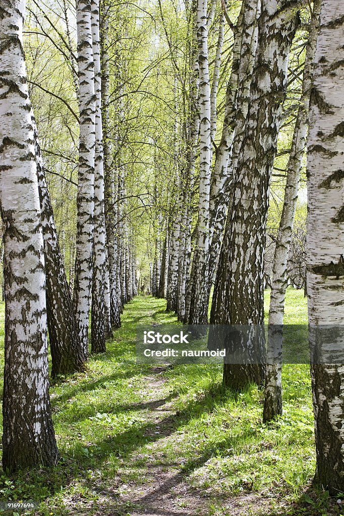 Birch-tree alley  Backgrounds Stock Photo