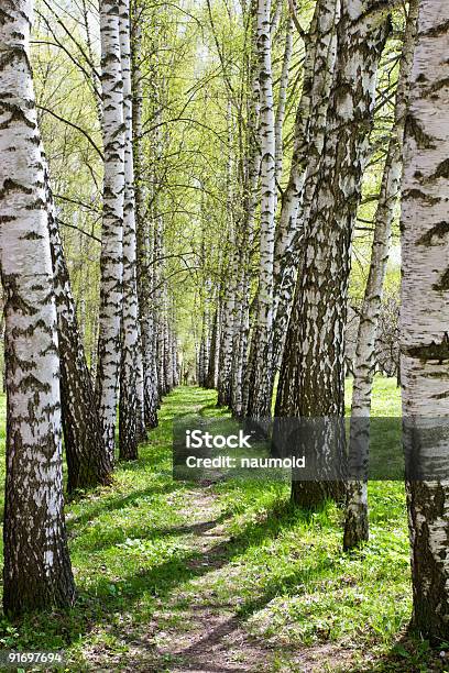 Birchtree Alley Stock Photo - Download Image Now - Backgrounds, Birch Grove, Birch Tree