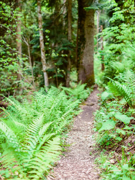 istock The path in the forest and fern. Mountain forest 916978756