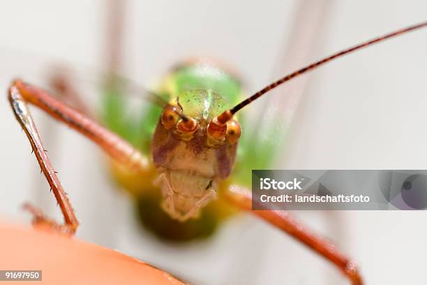 Saltamontes Cara Grashüpfer Foto de stock y más banco de imágenes de Ansiedad - Ansiedad, Antena - Parte del cuerpo animal, Cigarra - Ortopetra