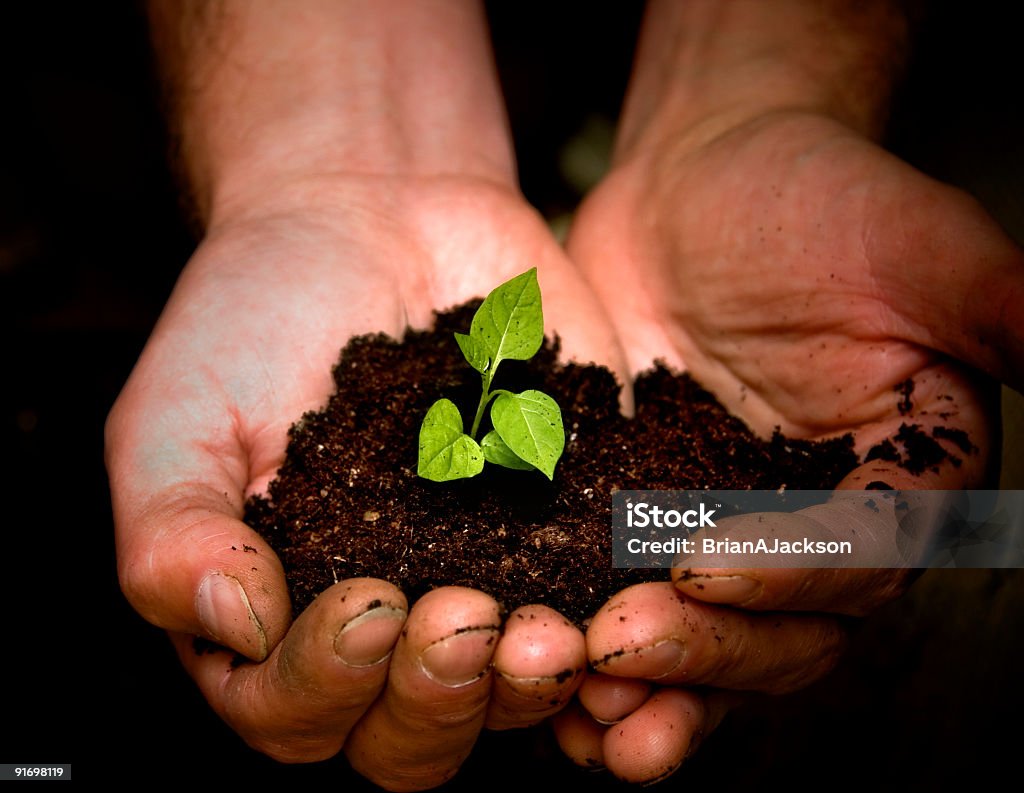 Close up of hands holding soil with growing plant shoot  Taking care of new development or the environment Agriculture Stock Photo