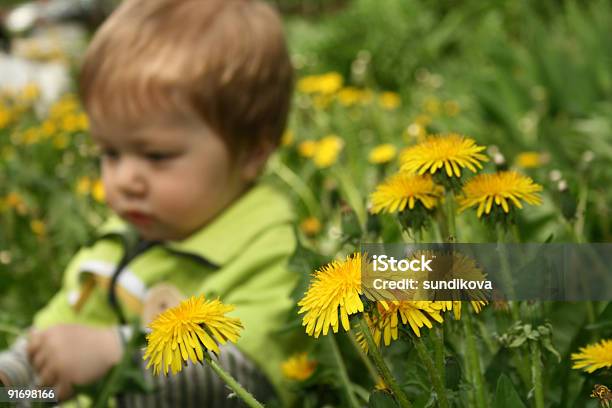 Photo libre de droit de Enfant Avec La Fleur De Pissenlit banque d'images et plus d'images libres de droit de Affectueux - Affectueux, Amour, Arbre en fleurs