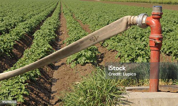 Sistema De Irrigação - Fotografias de stock e mais imagens de Agricultura - Agricultura, Ao Ar Livre, Apoio