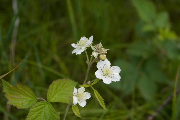 istock blackberry on the bush, in blossom 916982522