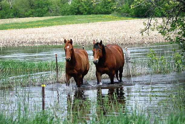 Drinking horse on a warm summer day