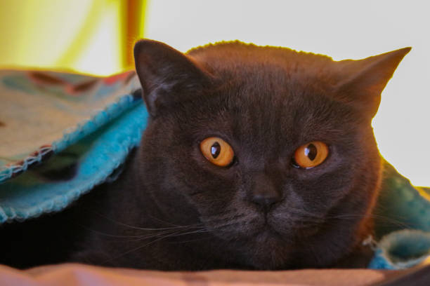 istock Arya, the yellow eyed Chartreux Cat 916982794