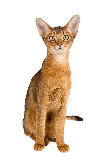 Brown attentive-looking Abyssinian cat on white background stock photo