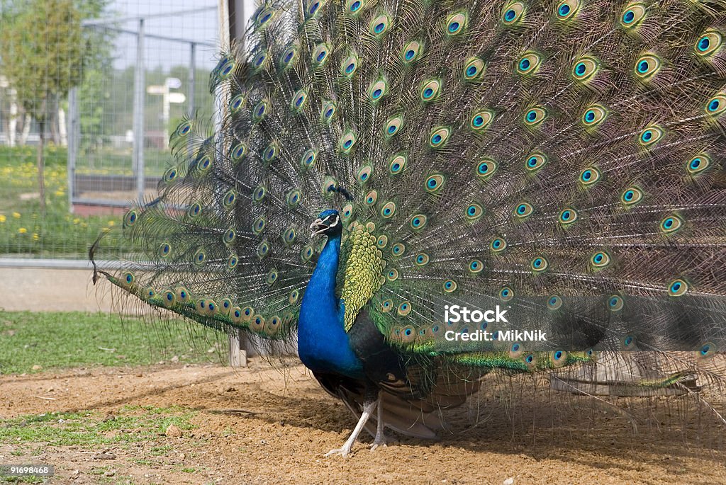 peacock - Lizenzfrei Allgemein beschreibende Begriffe Stock-Foto