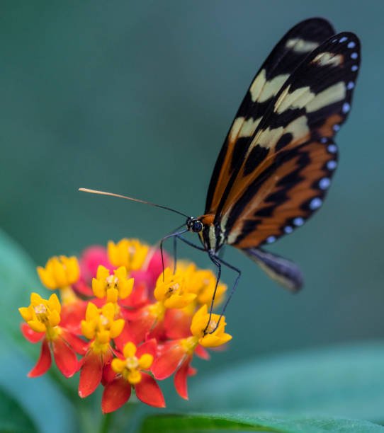 istock macro red cracker butterfly om yellow orange flower, against blue green background 916986332