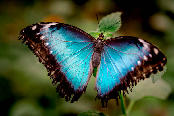 istock close up blue morpho butterfly against green background 916986378
