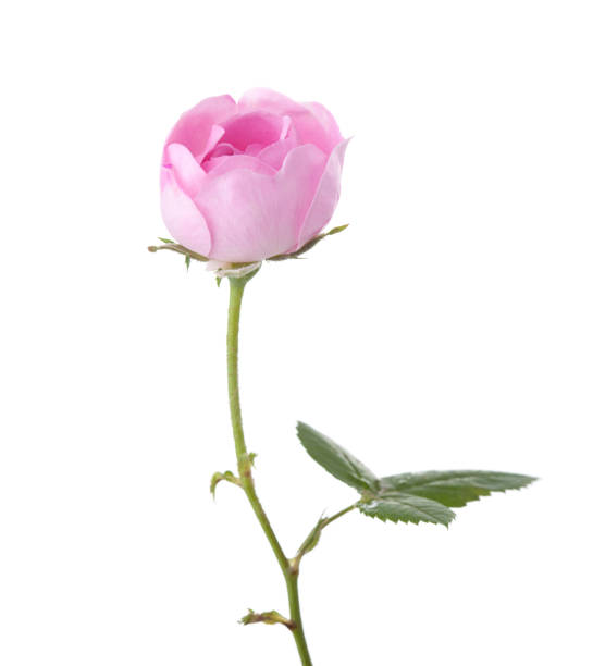 istock Light pink rose isolated on white. Tea rose 916986710