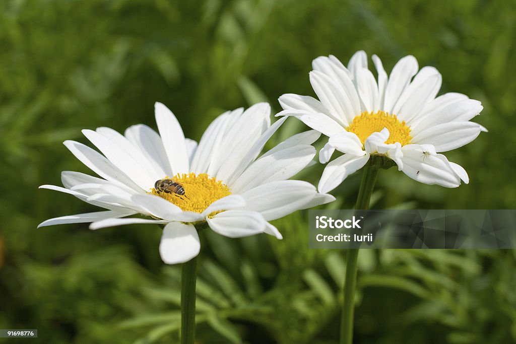 Bellissimo daisy - Foto stock royalty-free di Aiuola