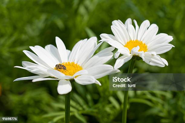 Bellissimo Daisy - Fotografie stock e altre immagini di Aiuola - Aiuola, Ambientazione esterna, Ambiente