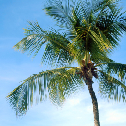 Palm Tree And Blue Sky Stock Photo - Download Image Now - Backgrounds ...