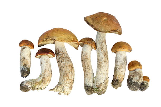 istock mushroom of shaggy boletus 91698861
