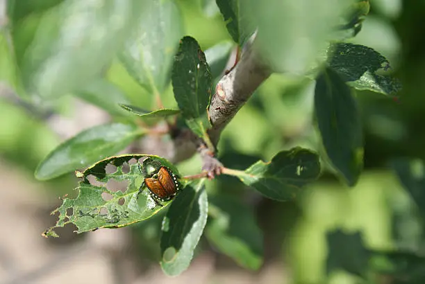 Photo of Japanese Beetle Eating Plum Tree leaf