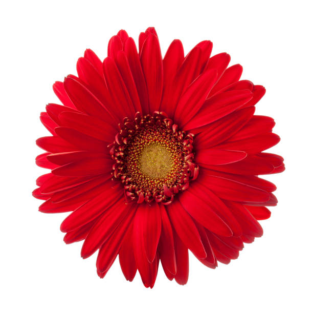 Photo of Bright red Gerbera flower isolated on white background.