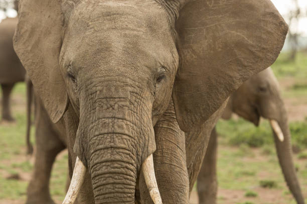 istock closeup of an elephant 916989368