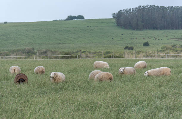 istock Black sheep grazing in the middle of several white 916989754